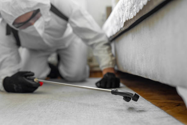 Professional Bed Bug Control technician working in Independence County County, AR